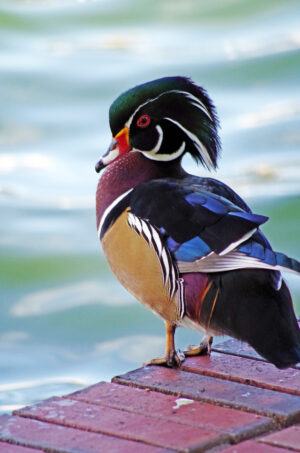 Wood Duck Drake Morton L Lakeland Fl Ts 10 03 16 013