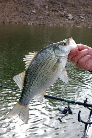 Hybrid Striper Closeup 001