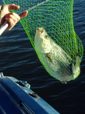 Netting Hybrid Striper 003