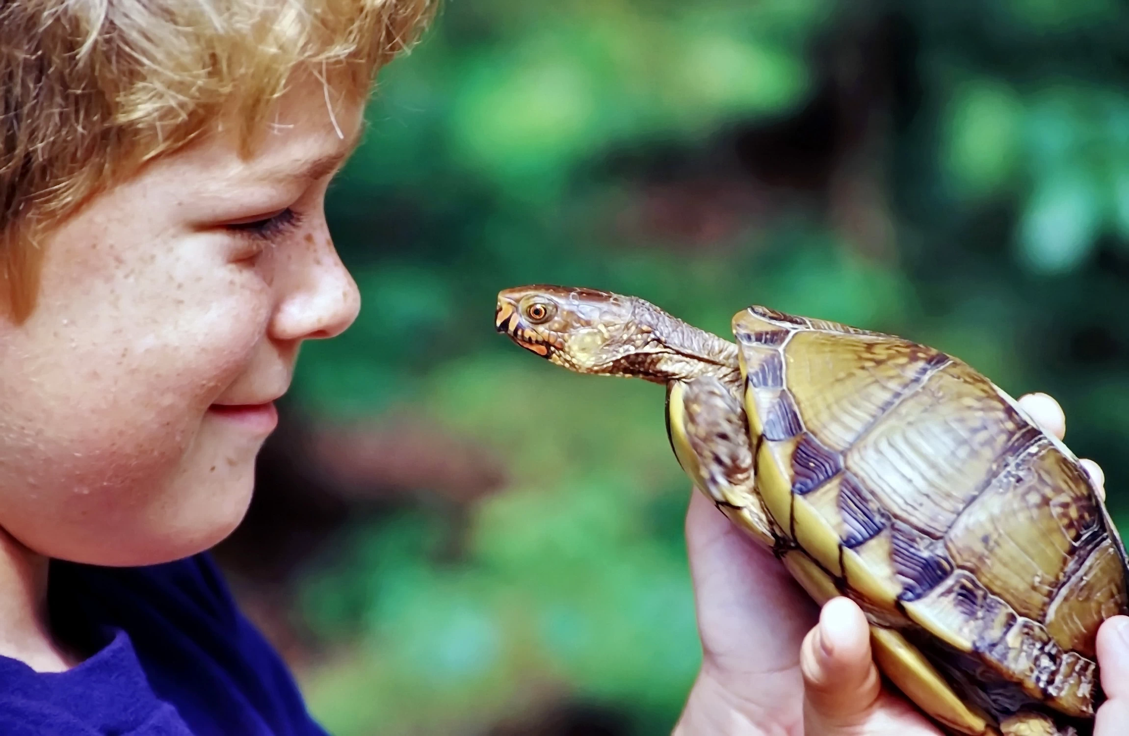 Box Turtles 001