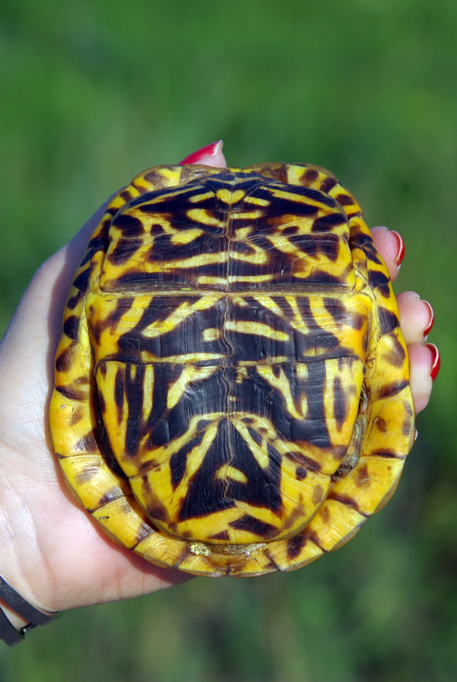 Box Turtles 002