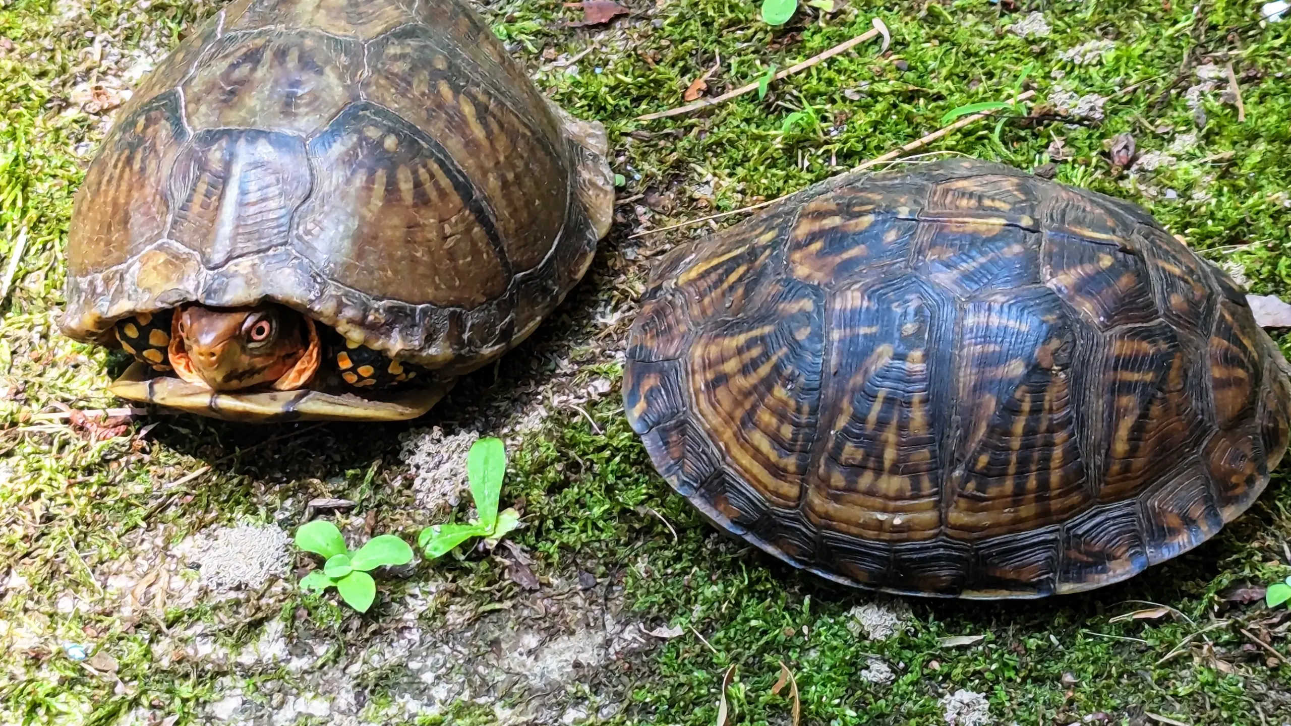 Box Turtles 004