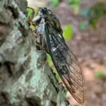 Cicadas 001