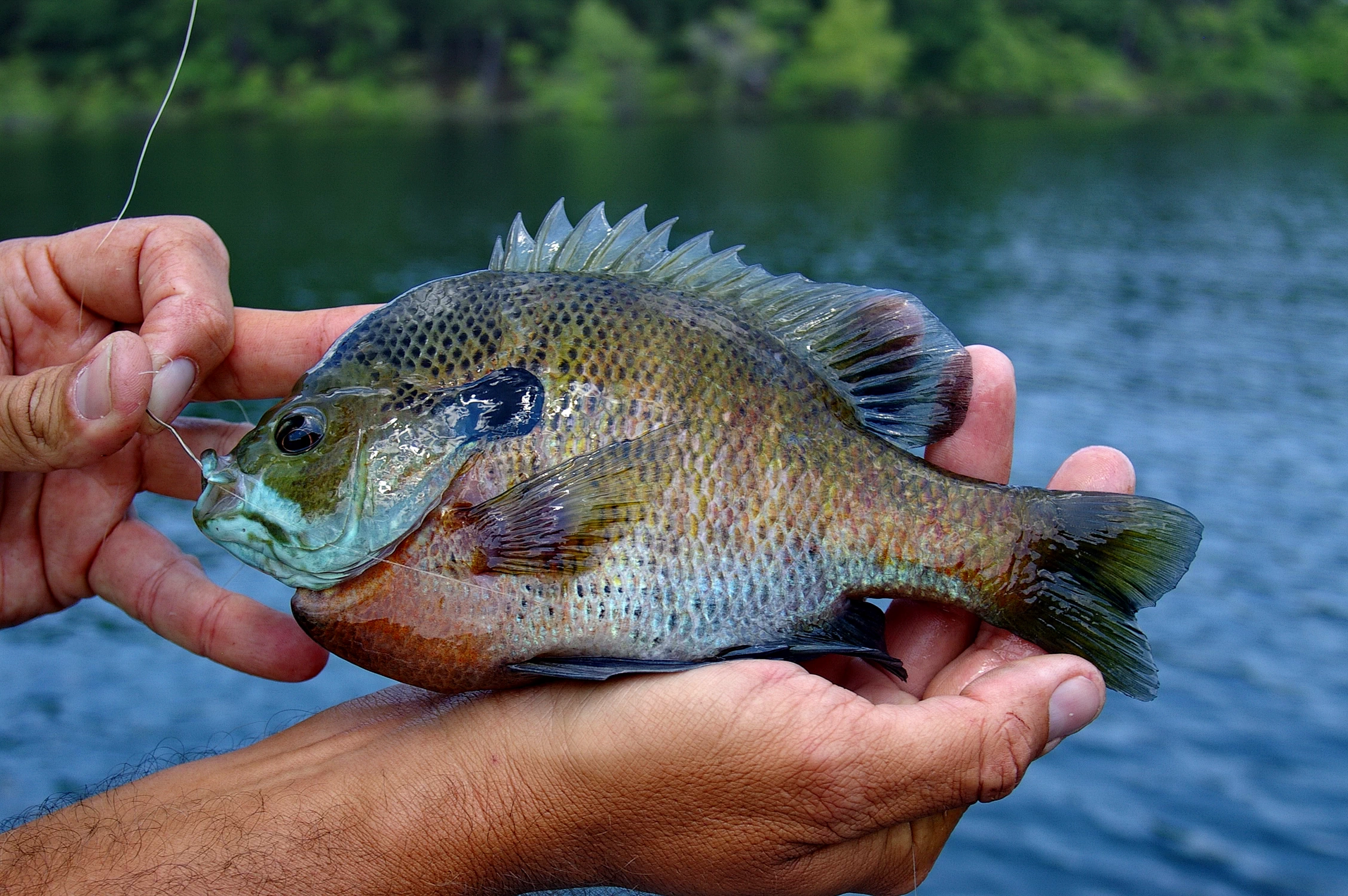 State Park Bluegills