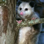 Oh Possum