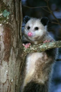 Oh Possum