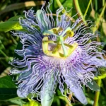 Passionflower 001