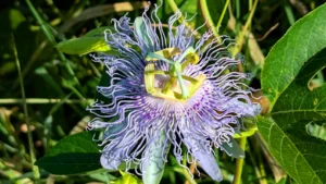 Passionflower 001