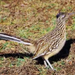 Roadrunner 001